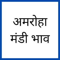Amroha-mandi-bhav