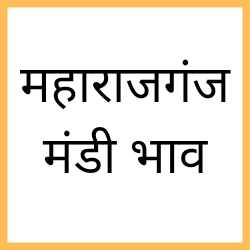 Maharajganj-mandi-bhav