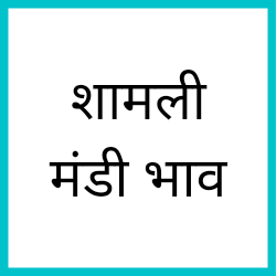 Shamli-mandi-bhav